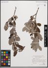 Foto von Salix cinerea L.